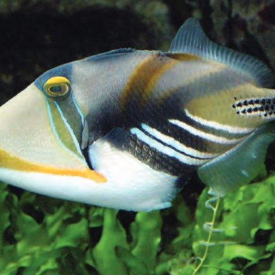 Triggerfish, a common Great Barrier Reef species, are fooled by visual illusions in the same way as humans